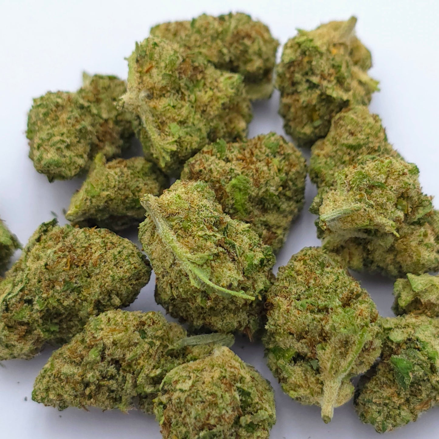 Zoap X Malabar Indoor – Medium Buds