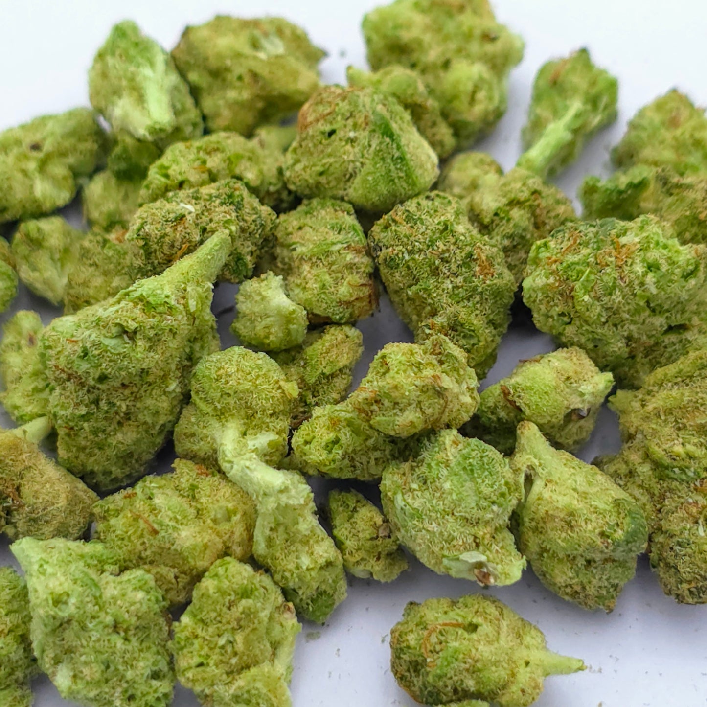 Amnésia Frozen Hydroponique – Small Buds
