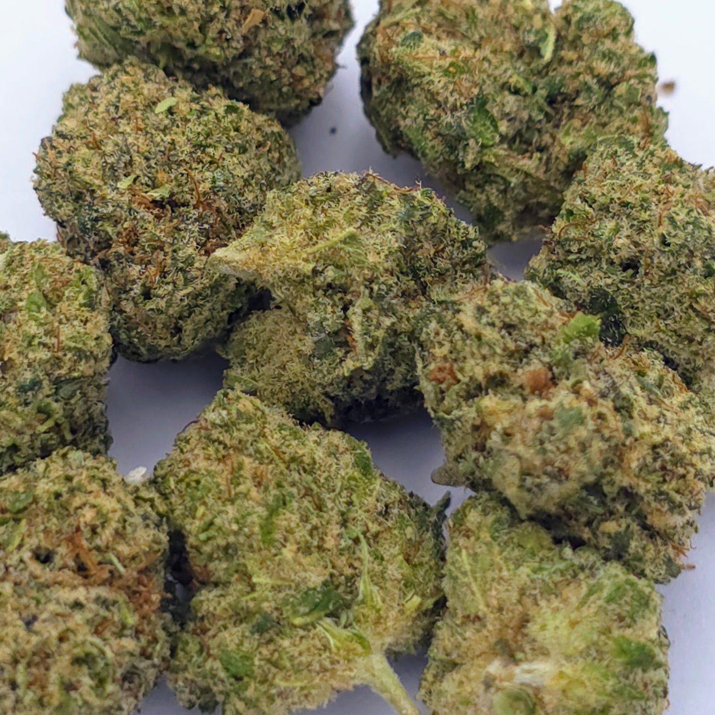 Malabar Indoor – Small Buds